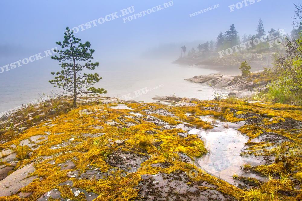 На фотографии изображено туманное утро на берегу Ладожского озера в Карелии. Одинокая сосна возвышается на скалистом берегу, покрытом мхом и лишайниками. Туман скрывает горизонт и дальние деревья, создавая атмосферу таинственности и уединения. Этот пейзаж подчеркивает дикую и непредсказуемую красоту природы Карелии, идеально подходящую для медитативного отдыха и размышлений.